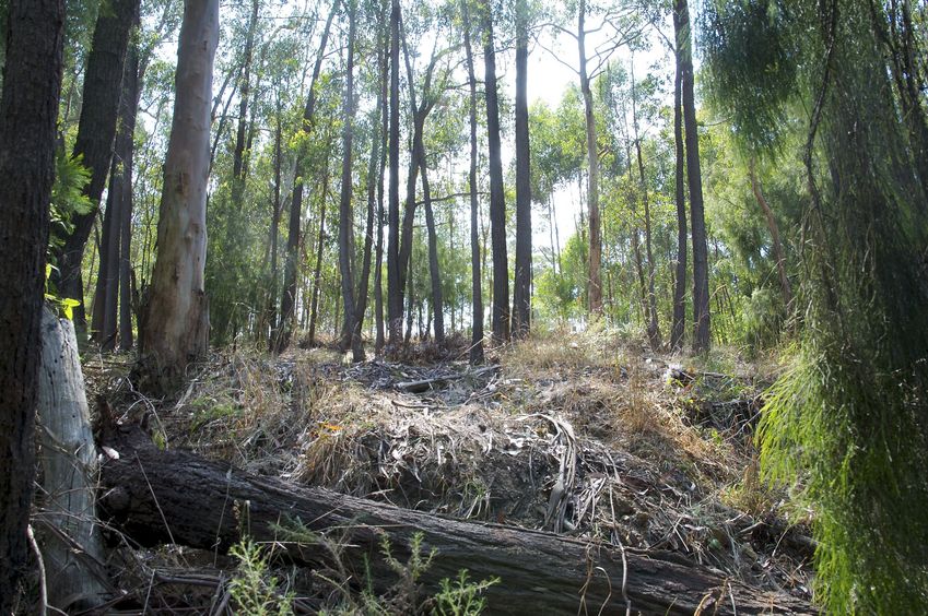 View East (towards Fraser Spur Road, just 10 metres away)