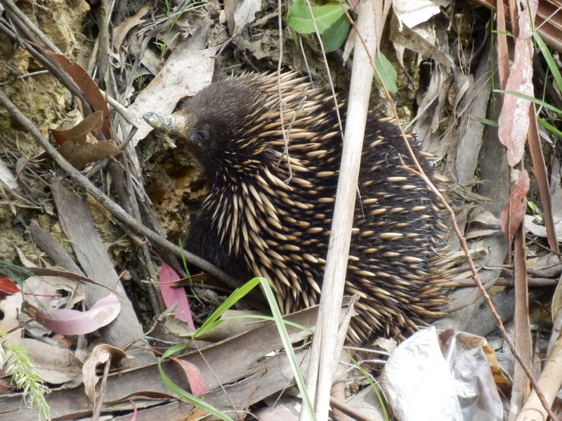 Echidna