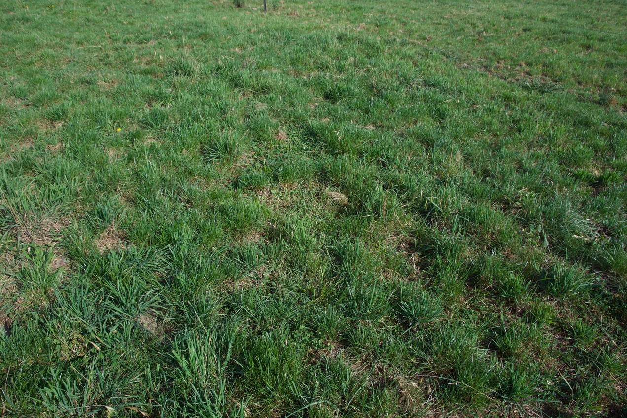 Ground cover at the confluence point