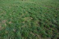 #5: Ground cover at the confluence point