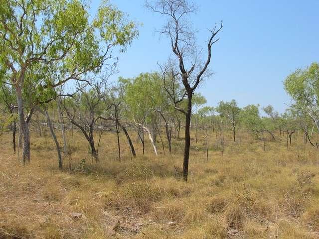 General area - the confluence is about 2 metres in front of the dark tree in the center