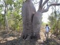 #6: Boab tree