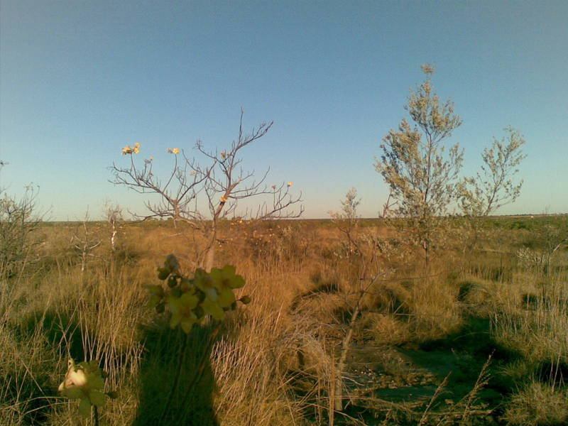 View from the confuence point, facing east.