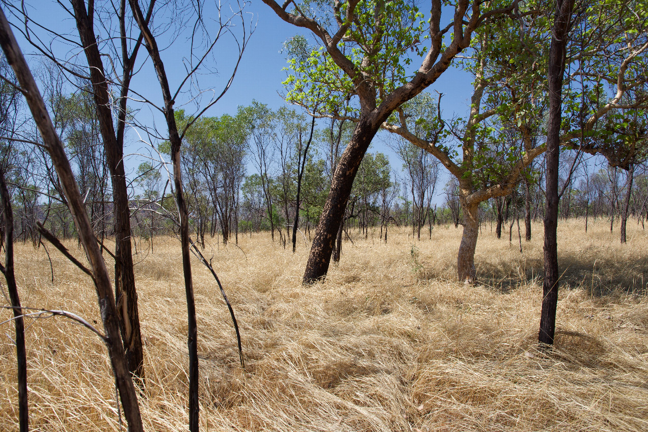 The confluence point lies in long grass, among thinly-spaced trees.  (This is also a view to the South.)