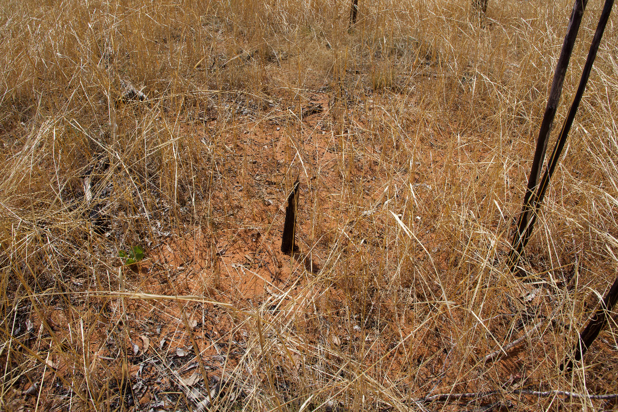 Ground cover at the confluence point