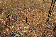 #5: Ground cover at the confluence point