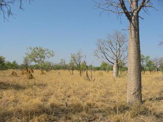 #1: General area, confluence is right in front of the boab tree.