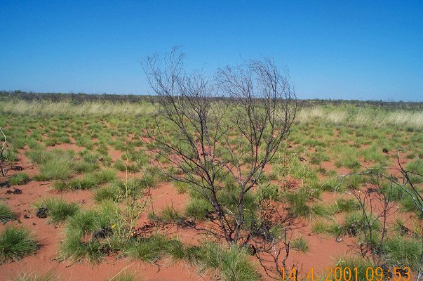 Great Sandy Desert looking south