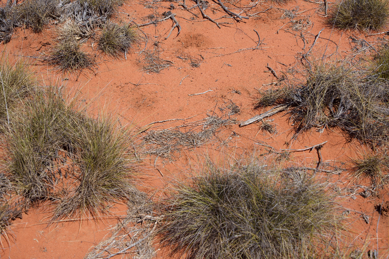 Ground cover at the confluence point