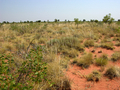 #2: View from the confluence looking north.