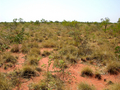 #3: View from the confluence looking east