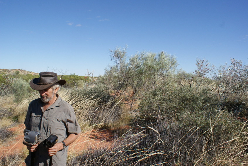 Standing on confluence - view to the west along dune (thick scrub)