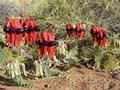 #7: The beautiful Sturt Desert Pea, near the confluence