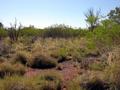 #3: View from the confluence looking east