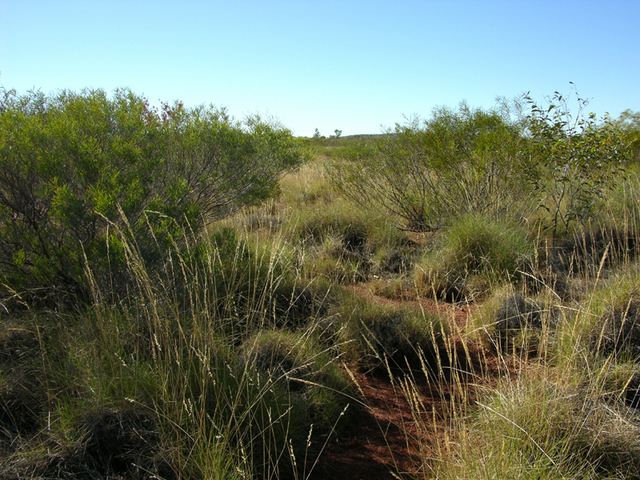 View from the confluence looking north