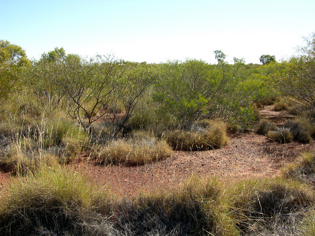 View from the confluence looking west