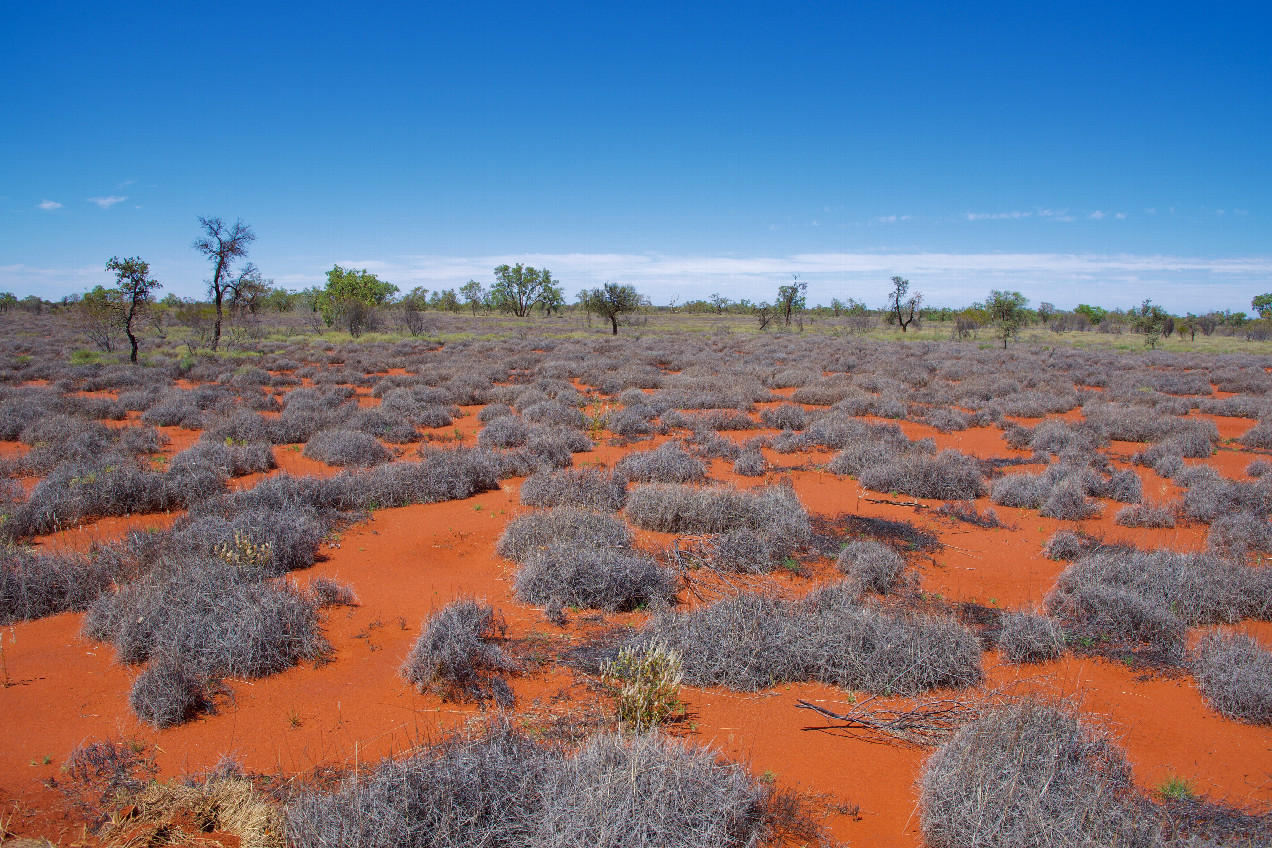 The confluence point lies in flat scrubland, next to a dirt road.  (This is also a view to the South.)