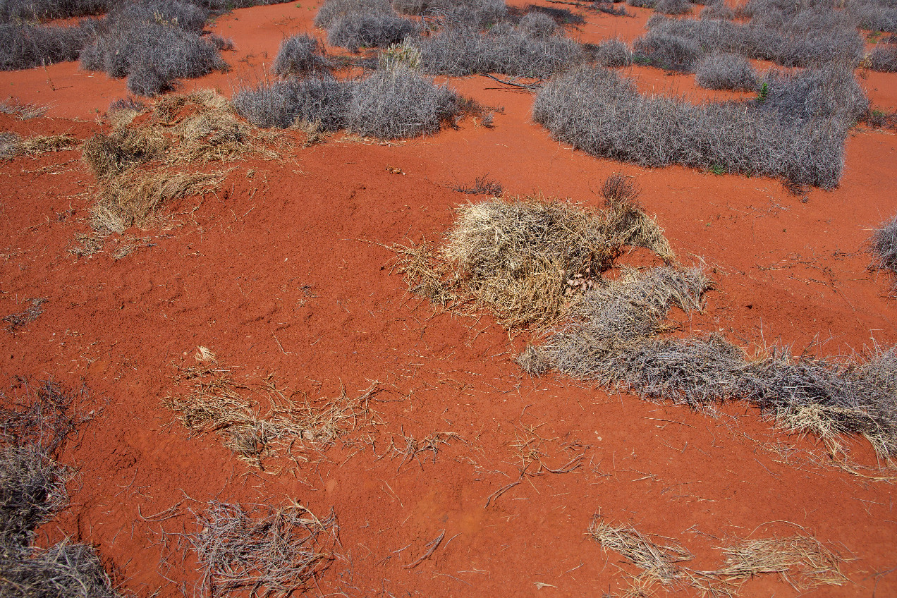 Ground cover at the confluence point