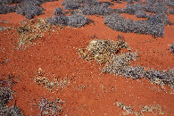 #5: Ground cover at the confluence point