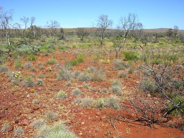 View from the confluence looking west