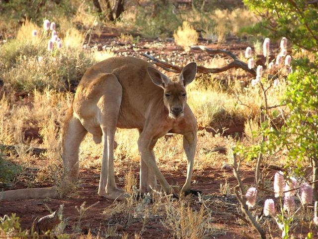 An "old man kangaroo" - disturbed from his sleep under a bush near the track