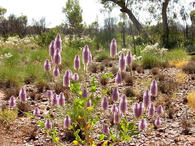 Another example of the Mulla-mulla wildflower in the area