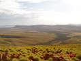 #7: Looking ENE over the confluence point (unseeable, 125m down, 300m away at the bottom of the hil