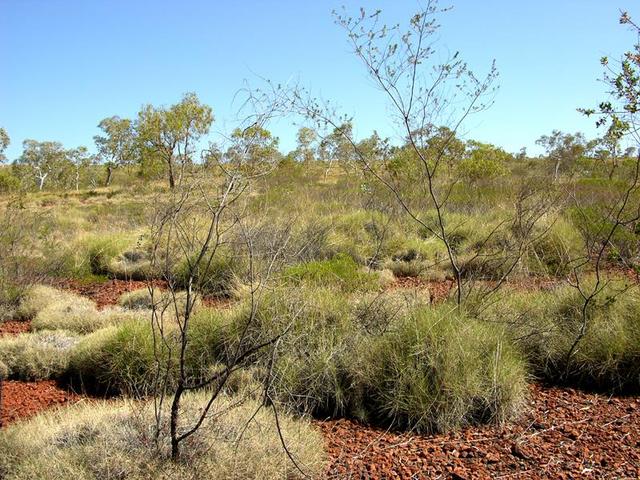 View from the confluence looking south