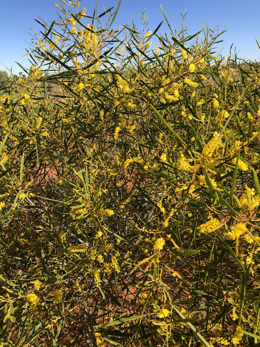 Vegetation at CP