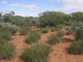 #5: View from the confluence, looking west