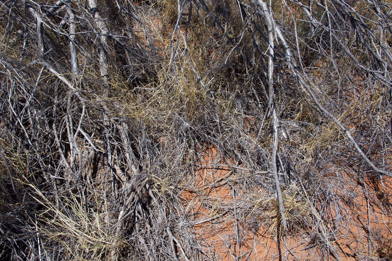 Ground cover at the confluence point