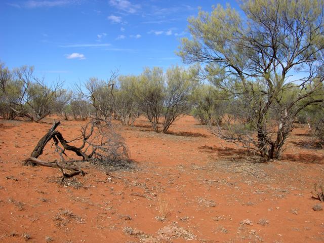 View from the confluence looking east