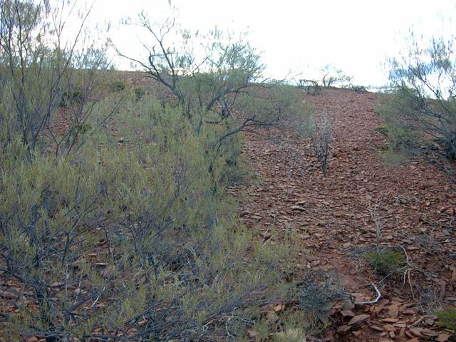 View from the confluence looking west