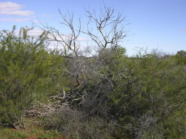 View from the confluence, looking south