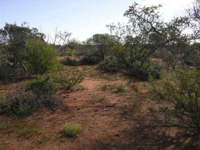 View from the confluence, looking west