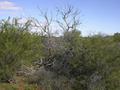 #4: View from the confluence, looking south