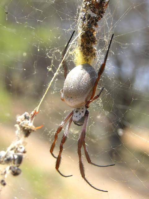 Be careful you don't walk into one of these! 11cm from leg tip to leg tip!