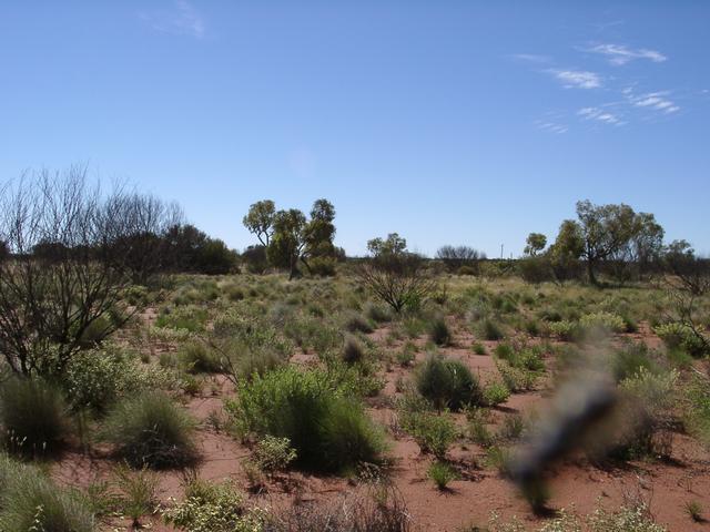 View west from confluence (too many flies!)