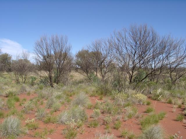 View east from confluence