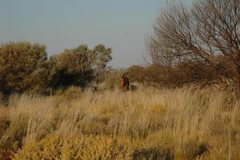 #1: View of general area including camel