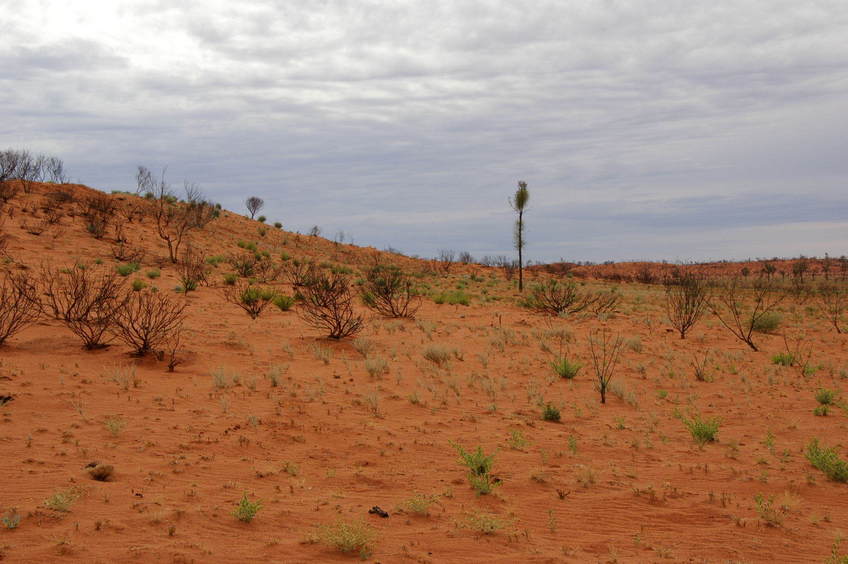 Looking North From Confluence