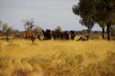 #8: Wild Camels encountered while walking to the Confluence