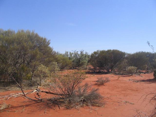 Looking north from the 26°S 115°E confluence.