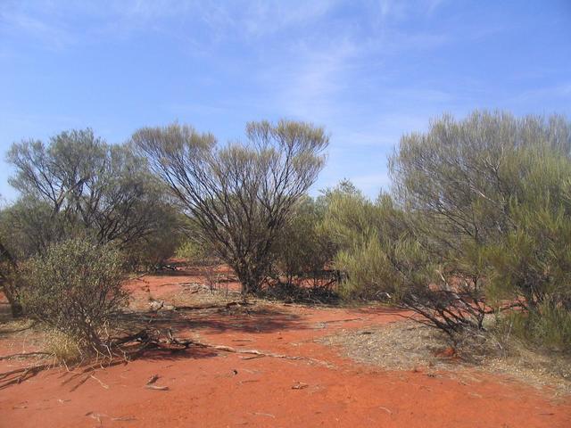 Looking south from the 26°S 115°E confluence.