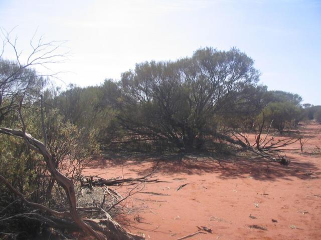 Looking east from the 26°S 115°E confluence.