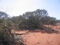 #4: Looking east from the 26°S 115°E confluence.