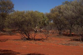 #1: General view of area looking south across confluence point