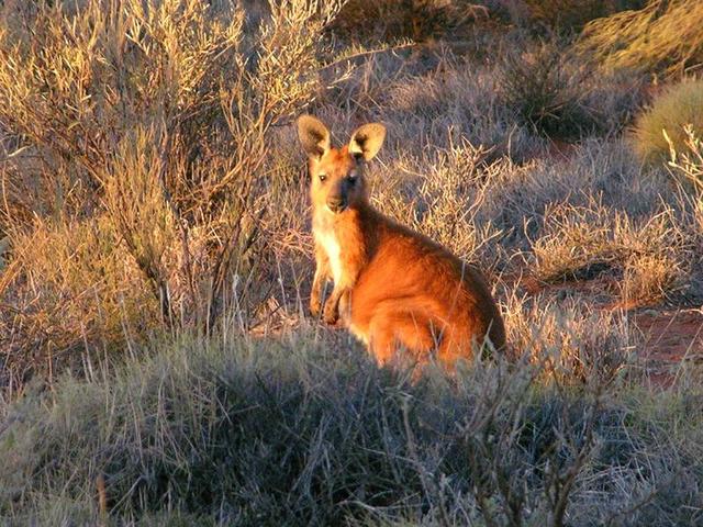 A small kangaroo near the mill