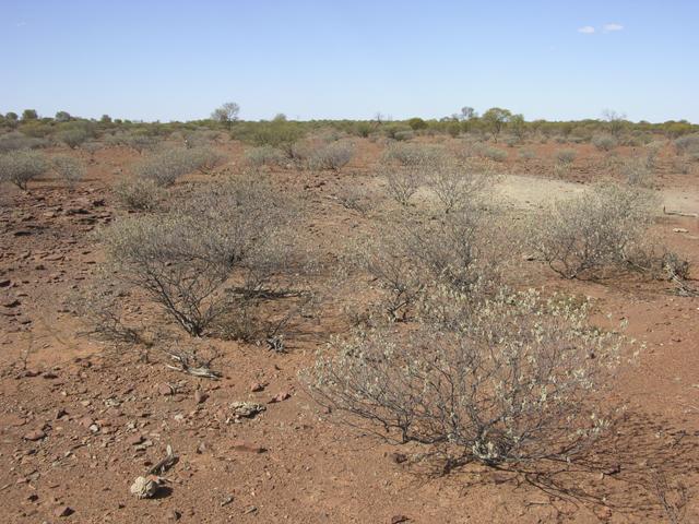 View of the confluence looking east