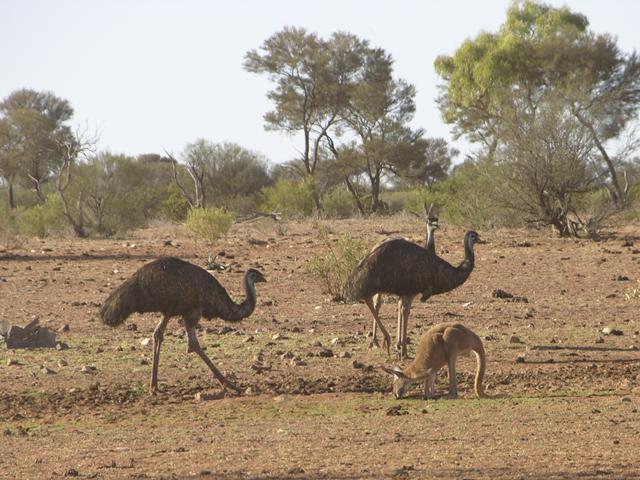 Some of the local wildlife!